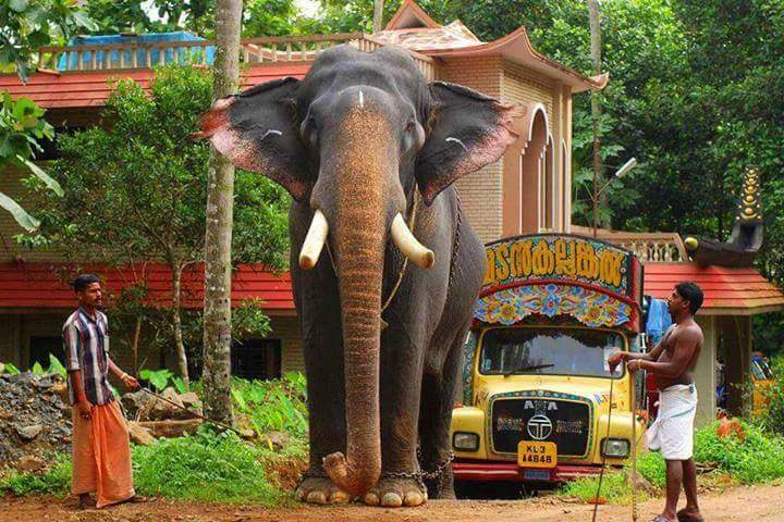 Kerala: naturaleza en estado puro
