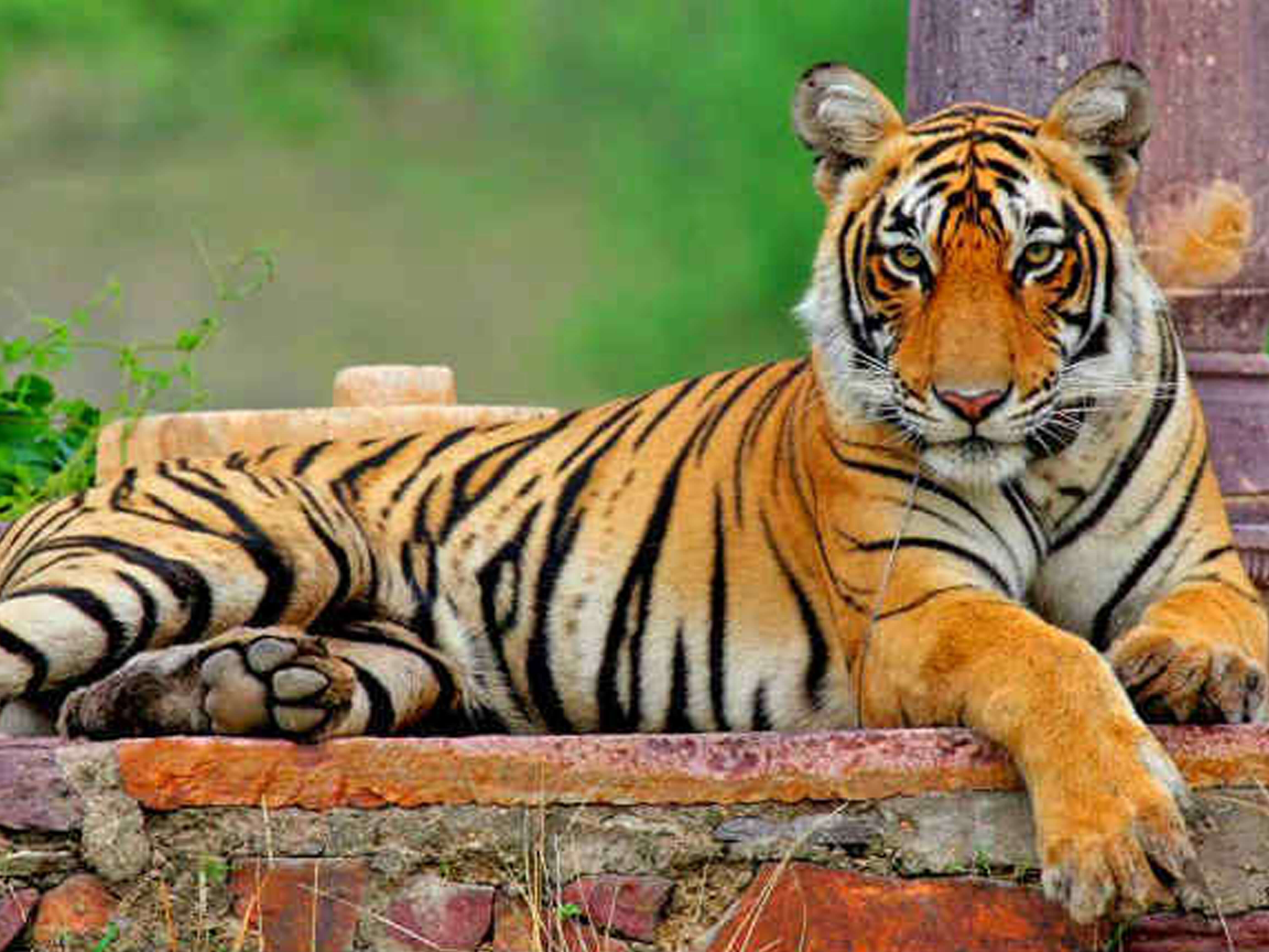 Tigres de Rajasthán
